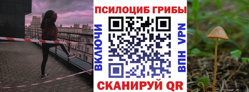 Галлюциногенные грибы Psilocybe  Новоржев 